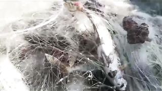 Potato Fishing: A Fun and Easy Way to Catch Fish