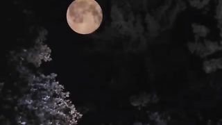 Neil Young - Harvest Moon [Официальное музыкальное видео](480P).