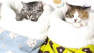 Special sleeping bags for cats