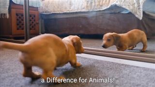 10 Inspiring Initiatives Making a Difference for Animals