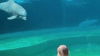 Dolphin befriends little girl