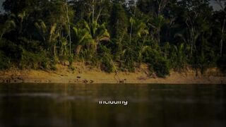 “Horrific Creatures: The Most Dangerous Animals of the Amazon River.”
