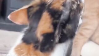 The dog suspended the cat from raising kittens