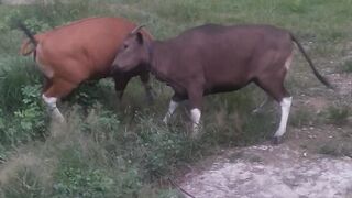 Adu PANCO Sapi Mai vs Sapi mai ???? #funnyvideo