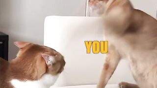 23 Slap Cat.