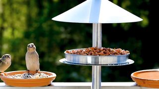Chirpy Chuckles: Hilarious Adventures with Bird Sperling Sparrow#Funny#animals