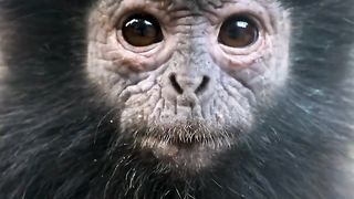 8K Animals & Birds Collection #SHORTS