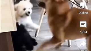 Small Dog protects brother #funny #animals #fyp #shorts