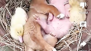 Cute little piggy cuddles with Dog and Ducklings#cute #funny #fyp #shorts
