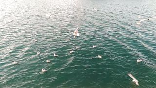 Seagull
