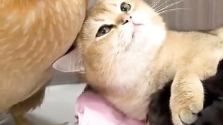 Kittens teach rooster and hens to take care of chickens 2024