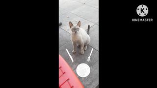 Cat funny video