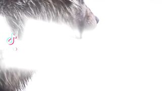 Short vidéo Wolf