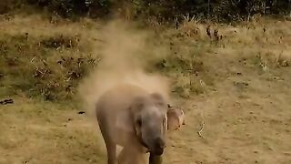 Elephants in Sri Lanka