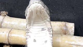 King Cobra