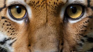 Be amazed by the extraordinary superpowers of animals!