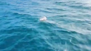 Whale watching - Mirissa