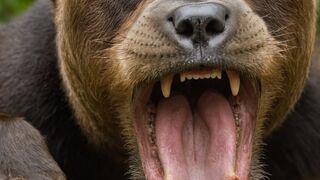 Jaw-Dropping Truths: 10 Animal Secrets Finally Revealed