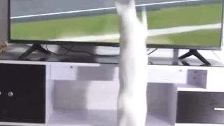Cat funny animals
