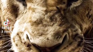 Love nature and animal