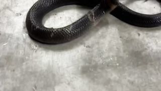Baby Cobra