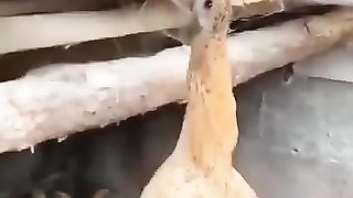 That chicken is depressed