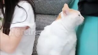 It seems that this cat is offended