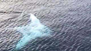 INCREDIBLY rare and beautiful Albino Manta Ray