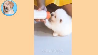 Cute and Funny Animals Videos Compilation | Fanny pet video compilation - PetLife 3000
