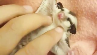 baby sugar glider