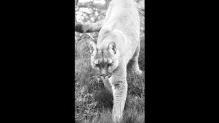 Love naturel animal