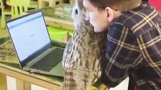 Owls are the cats of the air