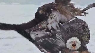 King of Birds