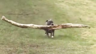 Proud boy finding best stick