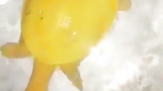 Extremely rare yellow turtle spotted in India