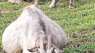 Amazing Goat