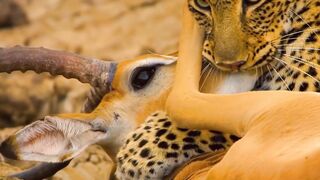Leopard Amazing Hunting Style