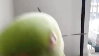 كبي اتاي