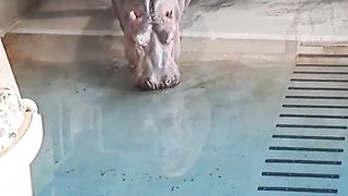 Hippos