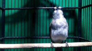 Burung