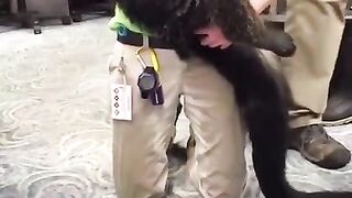 Binturong is a funny but very smelly beast