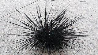 Sea urchin