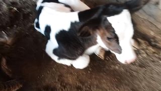 Pink nose Cow Freezin Cow Baby