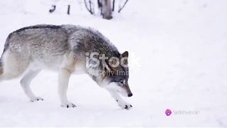 "Exploring the World of Wolves: Secrets and Adventures in the Heart of the Wilderness"