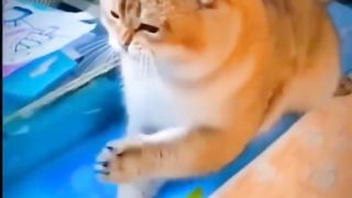 Try Not To Laugh Challenge Part-01????????