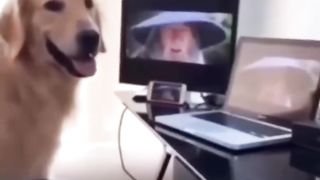Funny dogs 2024
