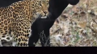 Rare moment of black panter walking hand in hand with leopard in the forest
