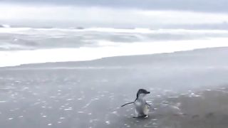 The way penguin looks back, unsure whether to stay or go..????