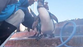 Penguin loves some scritches..????????