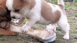 Funny Animals